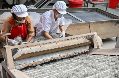 来凤县翔凤镇的藤茶富民经——荒山披绿 藤上生“金”