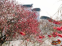 荆州区恒荣梅园：梅花绽开放 喜迎八方客