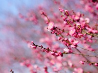 荆州：繁花似海，邂逅‘梅’好