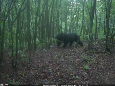 萌化了！“熊大熊二”组团现身湖北长阳崩尖子 红外相机捕捉黑熊百态萌趣瞬间