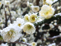 雪落云梦，一城诗意入画来