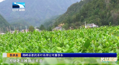 鲁洪业：卸甲归乡谋茶事 匠心制叶旺乡野