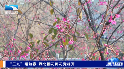 “三九”暖如春 湖北樱花梅花竞相开