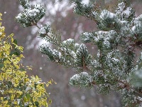 图集 | 踏雪寻梅，沙市中山公园寒梅盛放