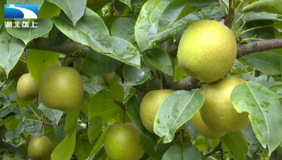 潘贤成：初心不“梨” 实干担当带民富