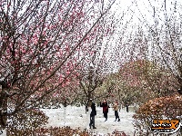 图集 | 沙市中山公园：雪中赏梅正当时！