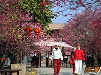 荆州区恒荣梅园：梅花绽开放 喜迎八方客