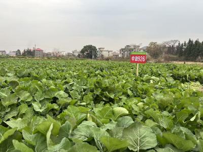 湖北油菜新品种让这块“病灾田”变“高产田”