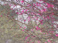 图集 | 踏雪寻梅，沙市中山公园寒梅盛放