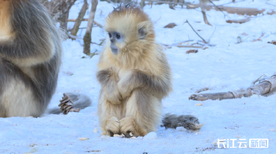 风雪二十载 深山护猴群 神农架护猴人零下12℃的温暖坚守