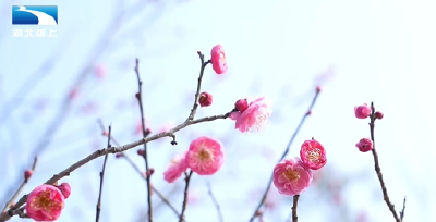 知音湖北： 寒梅提前“报到”  开启冬日赏花盛宴