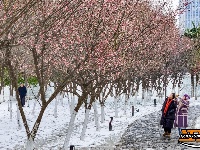 图集 | 沙市中山公园：雪中赏梅正当时！