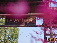 荆州：繁花似海，邂逅‘梅’好