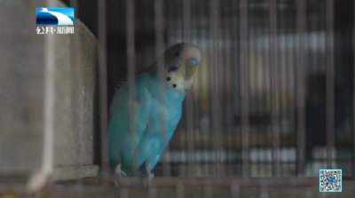 “鹦鹉小镇”的千万产业经 带动家门口创业就业