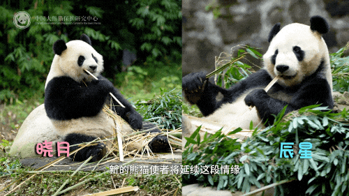 旅马大熊猫“辰星”“晓月”正式与公众见面