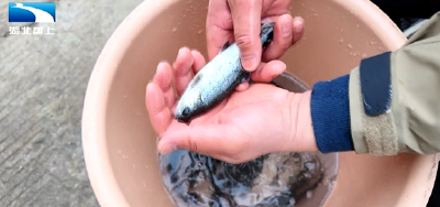 宜昌兴山：生态养殖虹鳟鱼 年产值1500万元