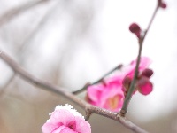 图集 | 踏雪寻梅，沙市中山公园寒梅盛放