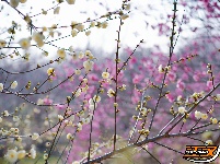 荆州：繁花似海，邂逅‘梅’好