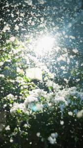 她在寒风中绽放1