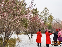 图集 | 沙市中山公园：雪中赏梅正当时！