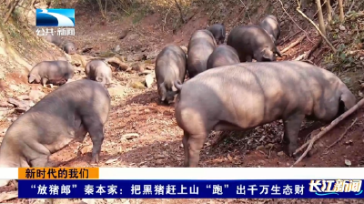 新时代的我们 | “放猪郎”秦本家：把黑猪赶上山 “跑”出千万生态财