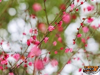 图集 | 沙市中山公园：雪中赏梅正当时！