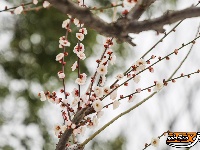 图集 | 沙市中山公园：雪中赏梅正当时！