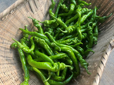 湖北麻城：李钊村的冬日“椒”响曲