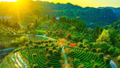 一片茶叶的史诗