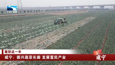 咸宁：振兴蔬菜长廊 发展富民产业