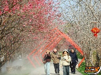 荆州区恒荣梅园：梅花绽开放 喜迎八方客