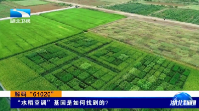 解码“61020” | “水稻空调”基因是如何找到的？