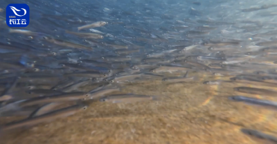 长江生态瞒不住了！万鱼奔腾如星河倒泻