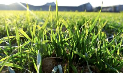 寒潮来袭风雨雪齐发 农业专家支招保生产