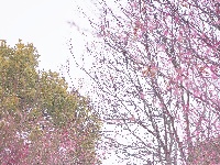 图集 | 踏雪寻梅，沙市中山公园寒梅盛放