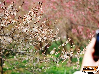 荆州区恒荣梅园：梅花绽开放 喜迎八方客
