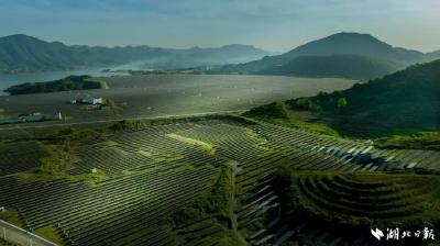 武汉向南，藏着一座“绿色金矿”