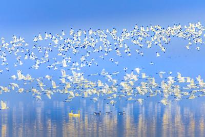 央视25分钟专题关注武汉湿地！解读国际湿地城市的“江湖密码”