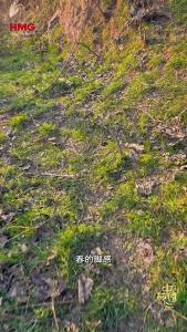 河南把立春吃春饼的仪式感拉满了！