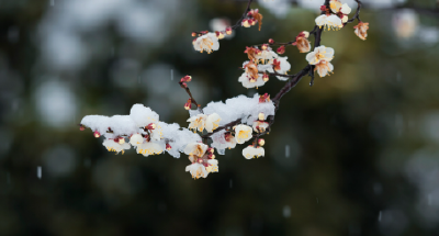 今日立春，美好迎春而来
