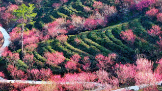 武汉有山谷，现在开满鲜花