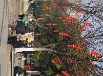 解锁枝江街头的 “新年限定皮肤”！🏮