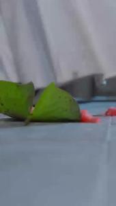 2025年“微短剧 大武当”短视频大赛 | 一等奖《侠梦张三丰之君行武当》第十集