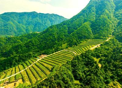 《人民日报》头版报道湖北：英山药材出山记