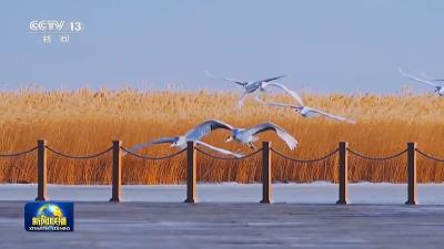 新思想引领新征程丨守护大美湿地 建设美丽中国