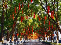 解锁枝江街头的 “新年限定皮肤”！🏮