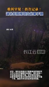 极其罕见！首次记录！湖北长阳惊现白化果子狸