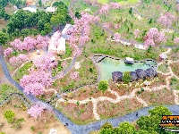 图集 | 荆州浅山森林美术园：春日花海醉游人