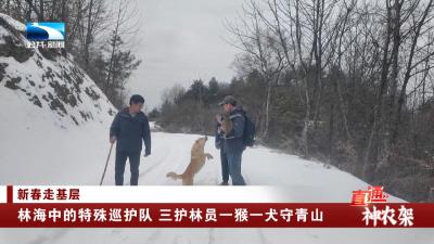 神农架：林海中的特殊巡护队 三护林员一猴一犬守青山