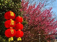 解锁枝江街头的 “新年限定皮肤”！🏮